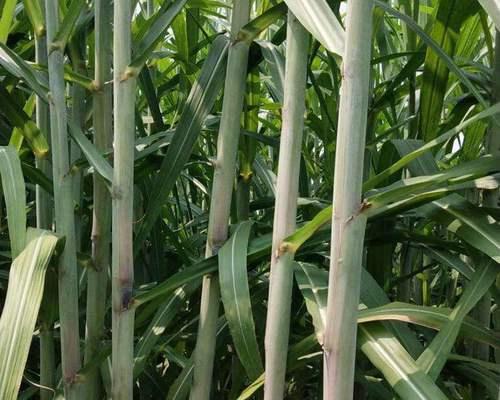 甘蔗的生长环境与地方条件（从土壤、气候到人工管理）