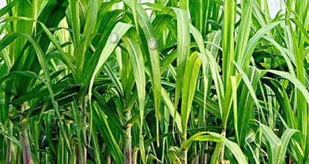 甘蔗的生长习性和生长环境条件（探究甘蔗的生长过程和适宜种植条件）