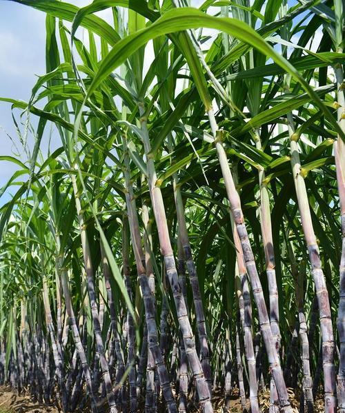 甘蔗种植的最佳季节——什么时候种植最好？