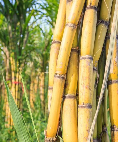 甘蔗的生长条件和特性（探秘甘蔗的优良生长环境和独特特性）
