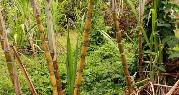 甘蔗是多年生植物的特点及生长习性（探究甘蔗的生态环境与种植技巧）