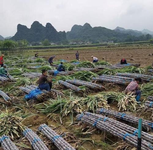 甘蔗种植中的忌氯问题（揭秘甘蔗忌氯的真相）