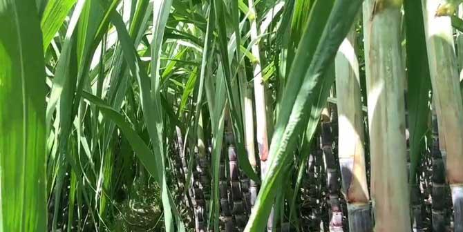 探秘甘蔗的生长和应用（从种植到加工）