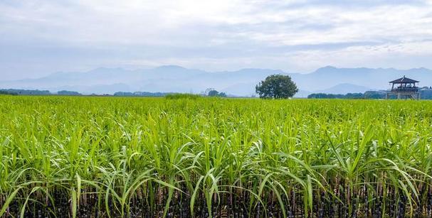 探究甘蔗——一种热带作物的生命力与价值（甘蔗的分类）