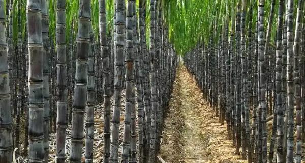 甘蔗种植的环境要求（适合种植地方的条件和限制）