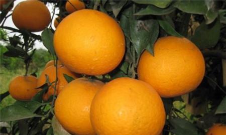 柑橘的神奇功效（从营养到美容）