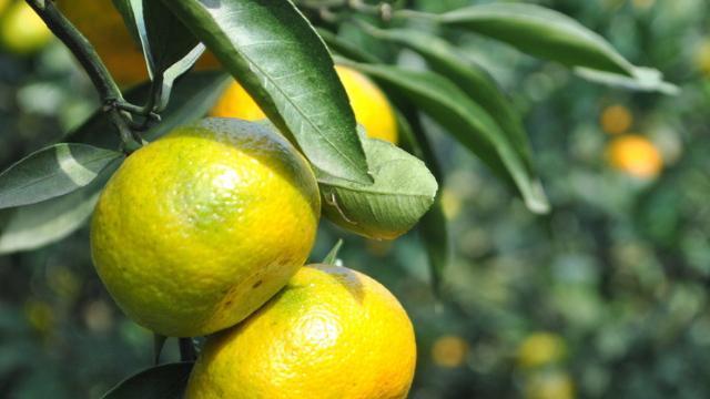 柑橘生长习性特点及其适宜的生长环境条件（探究柑橘的生长特点）