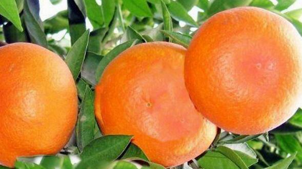 柑橘果实到底有多高的含糖量（揭开柑橘甜度的秘密）