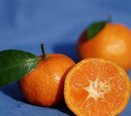 柑橘果实到底有多高的含糖量（揭开柑橘甜度的秘密）