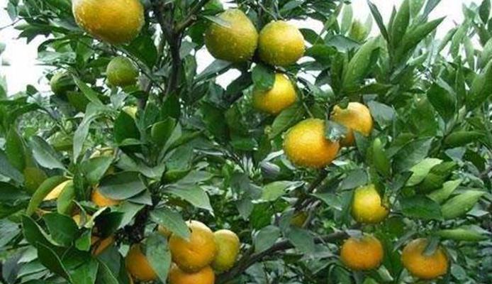 柑橘几年结果的关键因素（从品种选择到栽培管理全解析）