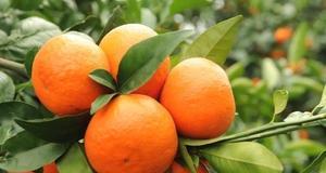 如何选择好的柑橘品种（掌握这些关键因素）
