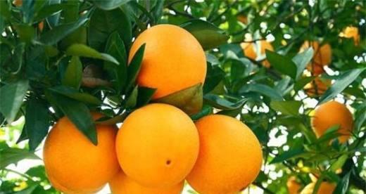 柑橘的热凉性探析（柑橘的性质及对人体的影响）