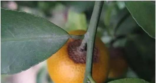 探讨柑橘树炭疽病的发病原因及治疗方法（预防炭疽病应该注意哪些问题）