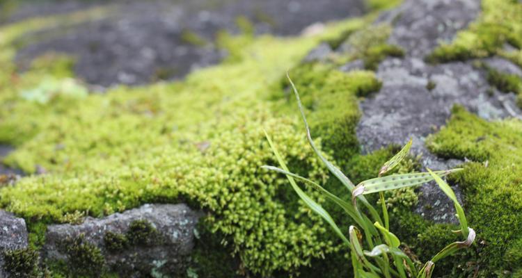 干苔藓适合养什么花（为您详细介绍干苔藓花盆选搭）