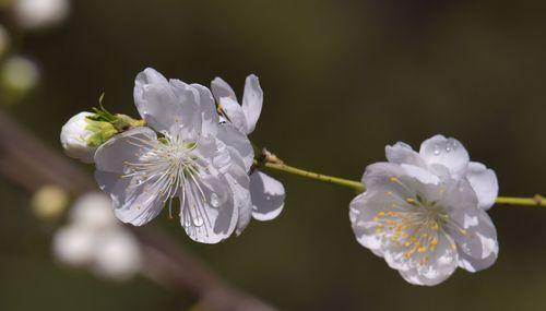 干枝梅开花时间与特点（一年开几次花）