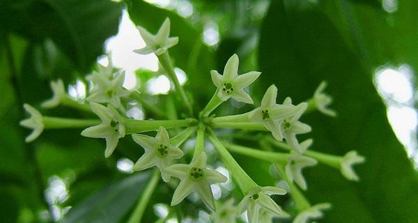 以夜来香的花语夜来香的传说（花开夜晚）