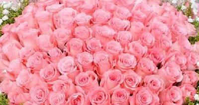 一朵粉色玫瑰的花语与意义（探寻玫瑰花的深意）