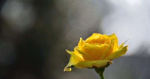 黄玫瑰的象征意义（探寻黄玫瑰花所代表的情感和含义）