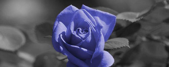 蓝玫瑰的寓意与象征意义（解读蓝玫瑰的浪漫与神秘）