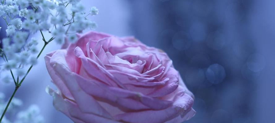 紫玫瑰的象征意义及深层寓意（揭示紫玫瑰的神秘与美丽）