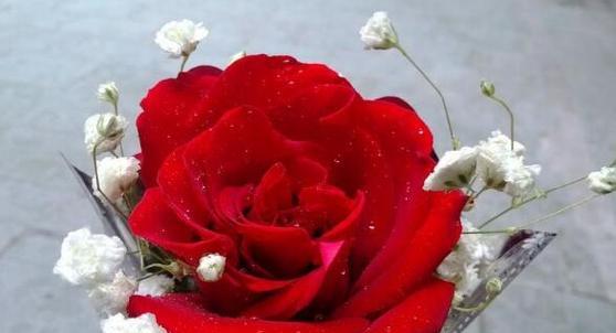 一支红玫瑰的象征意义（红玫瑰的浪漫与深情）