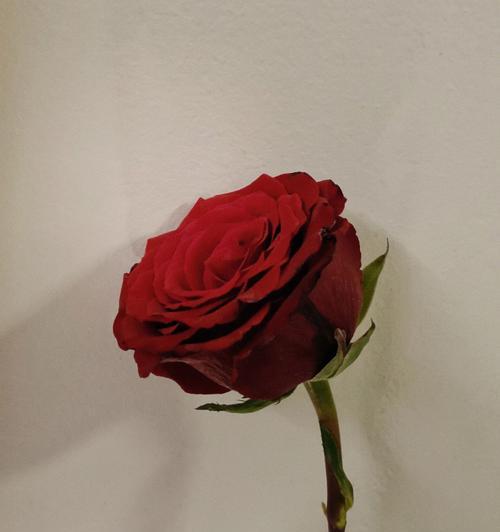 一支玫瑰花的象征意义（解读玫瑰花的多重寓意与情感表达）