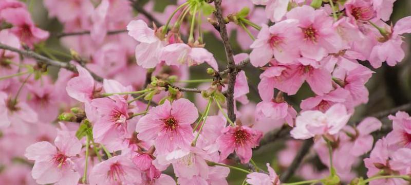 樱花的花语与寓意（浪漫与短暂的美丽）