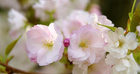 樱花的花语与传说（探索樱花的传说与花语）