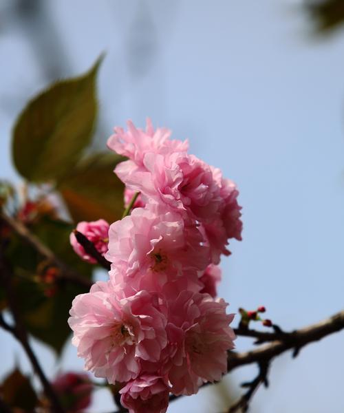 樱花的花语及寓意（美丽的樱花）