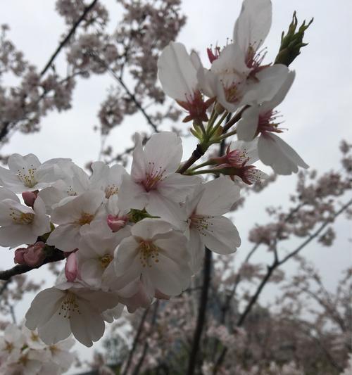 樱花的花语及寓意（美丽的樱花）