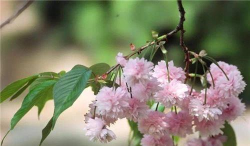 樱花花语的魅力与含义（探索樱花的美丽语言）