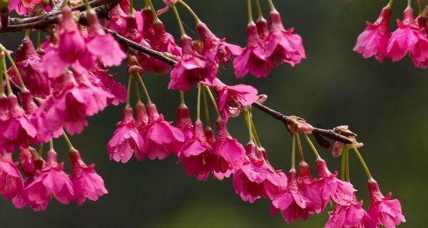 樱花花语的象征寓意（浪漫）