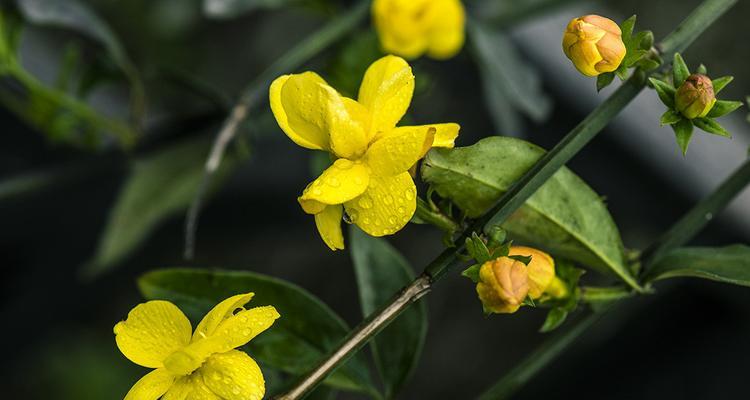 迎春花的花语传递着希望与新生命的喜悦（用迎春花的花语传递情感）