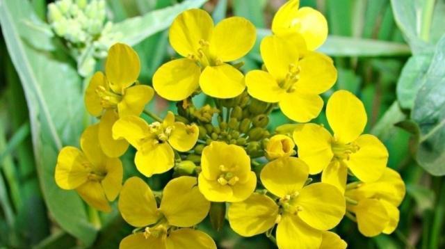 油菜花花语的美丽传说（以油菜花为纽带）