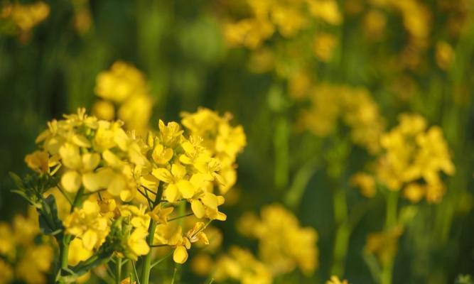 油菜花花语的美丽传说（以油菜花为纽带）