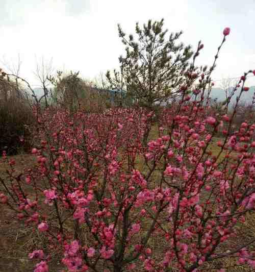 榆叶梅花语——寓意深远的花语之美（探索榆叶梅花的花语与传说）