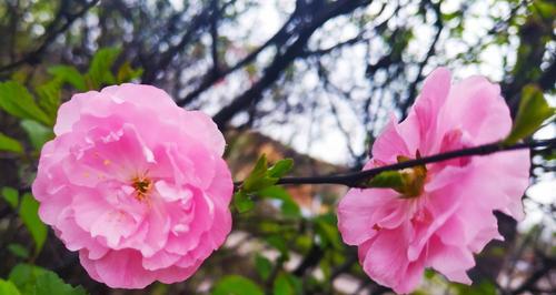 榆叶梅花语——寓意深远的花语之美（探索榆叶梅花的花语与传说）