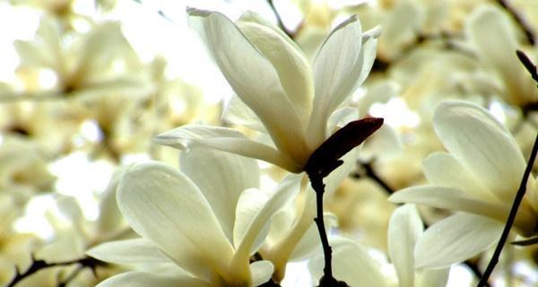 玉兰花的花语与象征意义（揭开玉兰花背后的花语密码）