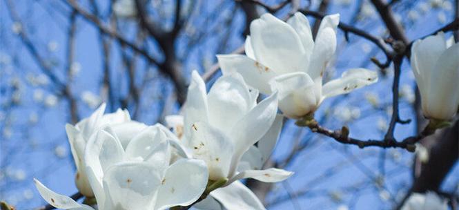 玉兰花的寓意与象征意义（玉兰花的崇高）