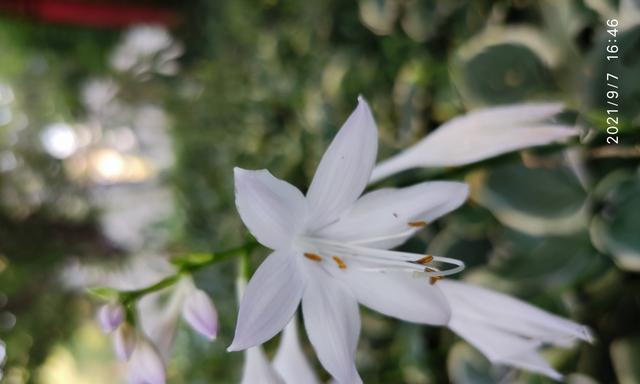 以玉簪花的花语与寓意（传递心灵的美好情感）