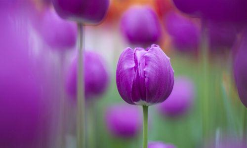 郁金香花的象征意义（探索郁金香花的历史和文化意义）