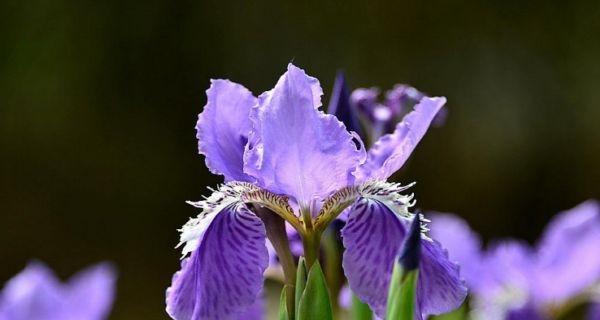 鸢尾花（探索鸢尾花的花语和传说）