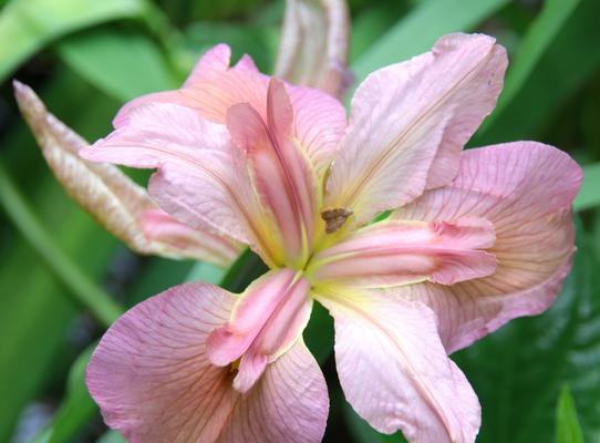 鸢尾花的花语（以鸢尾花为礼物）