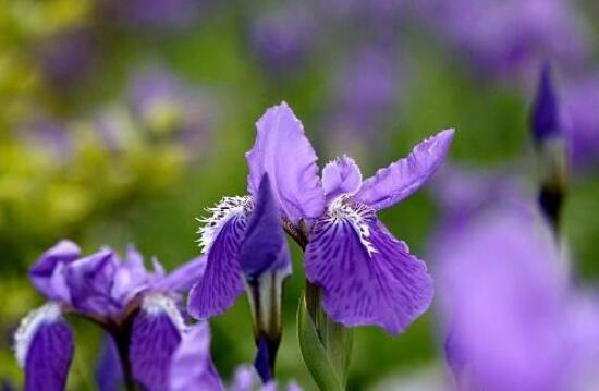 鸢尾花的花语与传说（揭秘鸢尾花的神秘之美）