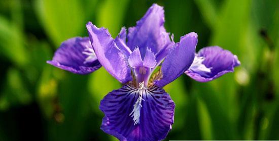 紫色鸢尾花（探索紫色鸢尾花的花语和寓意）
