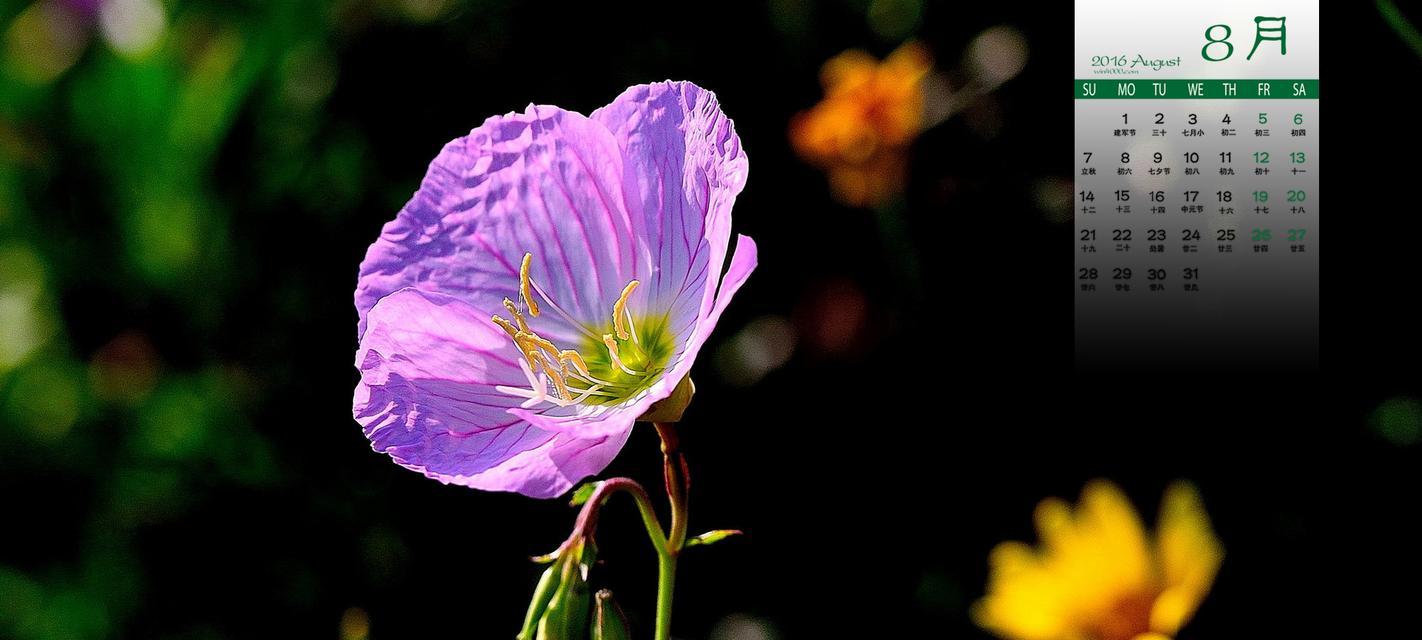 月见草之美——传说中的花语（传承千年的神奇能量）