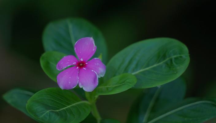 长春花花语的启示（探索长春花的花语）