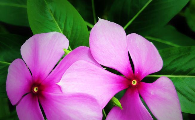 长春花花语与生活的美好（探索长春花的寓意）