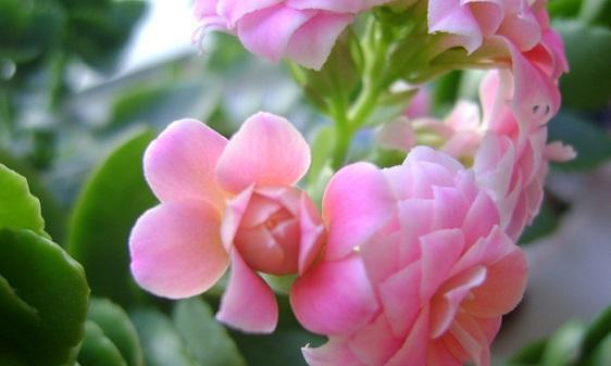 粉色长寿花（探索粉色长寿花的花语意义）