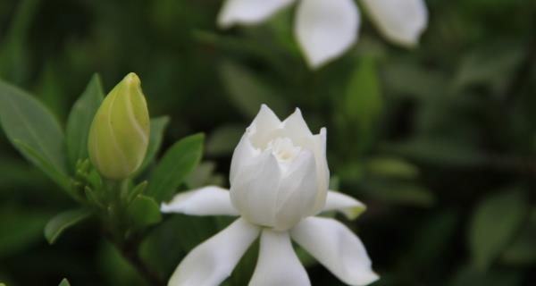 栀子花的花语与寓意（探索栀子花的象征意义与文化价值）